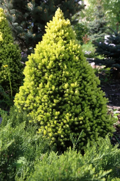 Pequeño árbol de coníferas —  Fotos de Stock