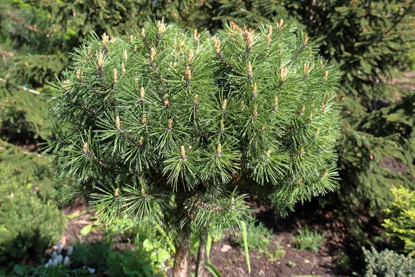 Small coniferous tree — Stock Photo, Image