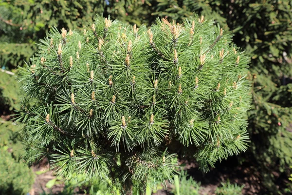 Small coniferous tree — Stock Photo, Image