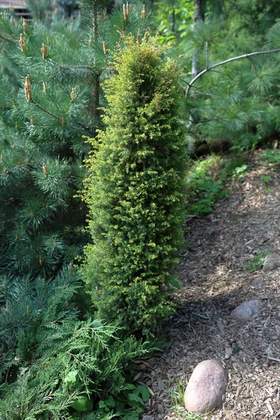 Pequeño árbol de coníferas —  Fotos de Stock