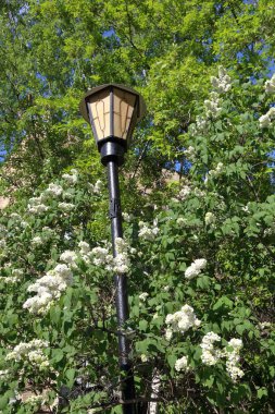 Sokak lambası ve Leylak ağacı