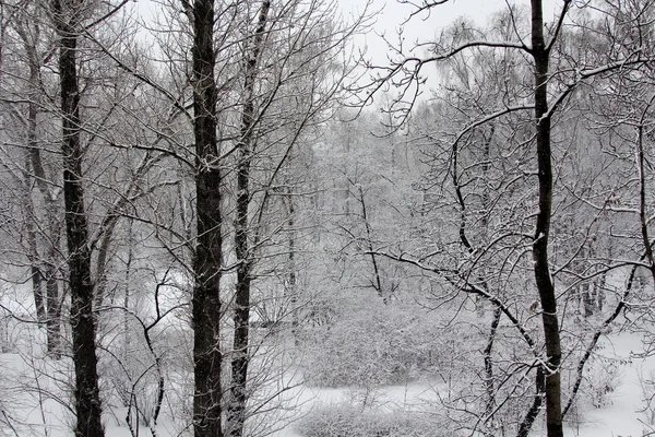 Floresta coberta de neve — Fotografia de Stock