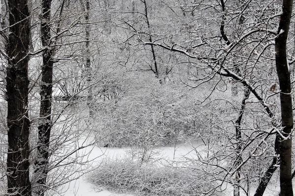 雪に覆われた森 — ストック写真