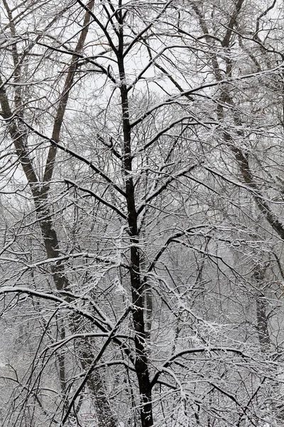 雪に覆われた森 — ストック写真