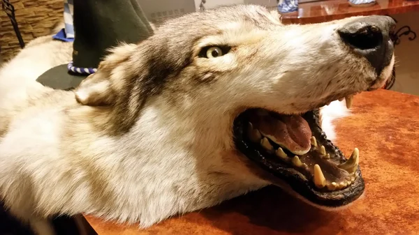 Stuffed wolf\'s eye