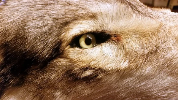 Stuffed wolf\'s eye