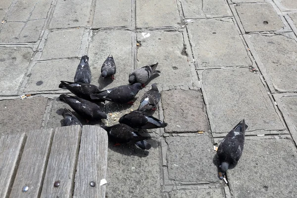 Palomas en el pavimento de la ciudad —  Fotos de Stock