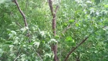 Rüzgar ve yeşil ağaç