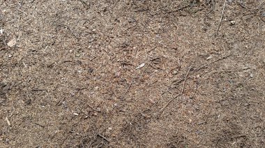 Kahverengi iğneler yere