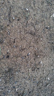 Kahverengi iğneler yere