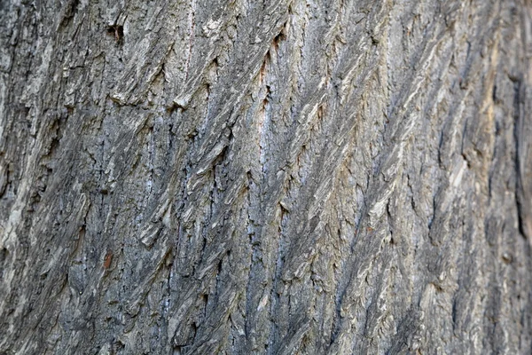 O latido da árvore. Textura — Fotografia de Stock