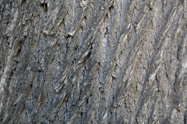 La corteza del árbol. Textura —  Fotos de Stock