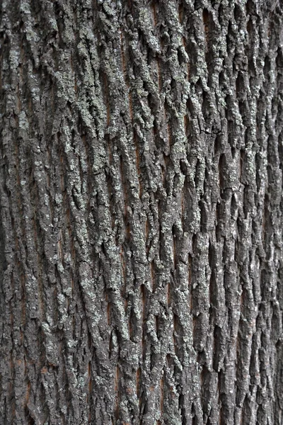 La corteza del árbol. Textura —  Fotos de Stock