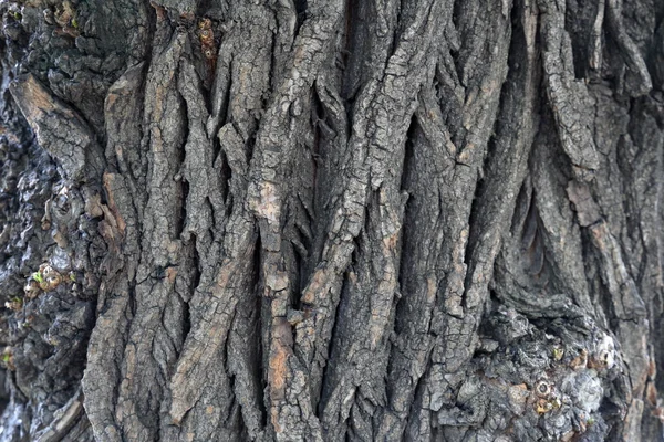 The bark of the tree. Texture — Stock Photo, Image