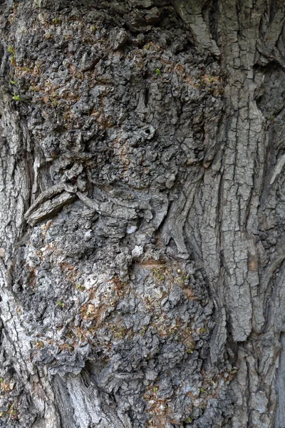 木の樹皮。テクスチャ — ストック写真