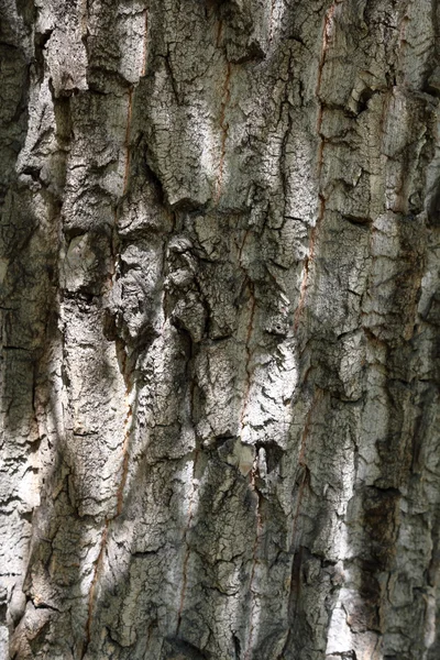 De schors van de boom. Textuur — Stockfoto