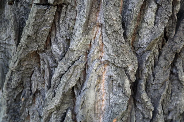 L'écorce de l'arbre. Texture — Photo