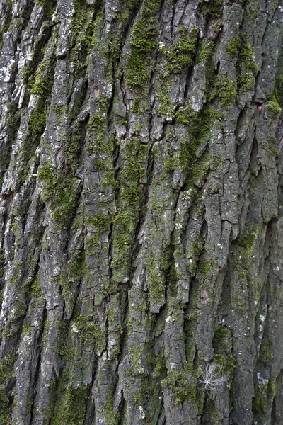 The bark of the tree. Texture — Stock Photo, Image