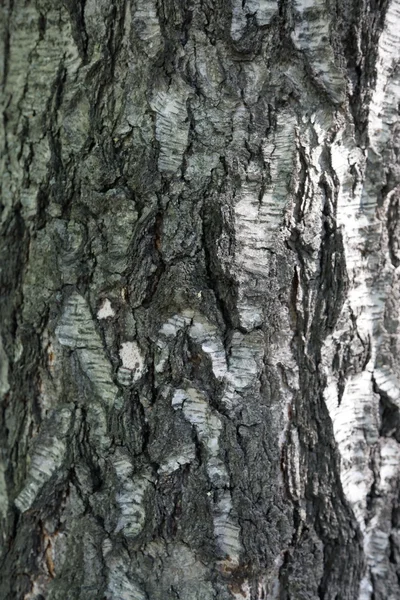 La corteza del árbol. Textura —  Fotos de Stock