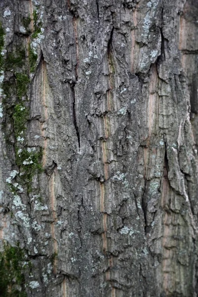 The bark of the tree. Texture — Stock Photo, Image