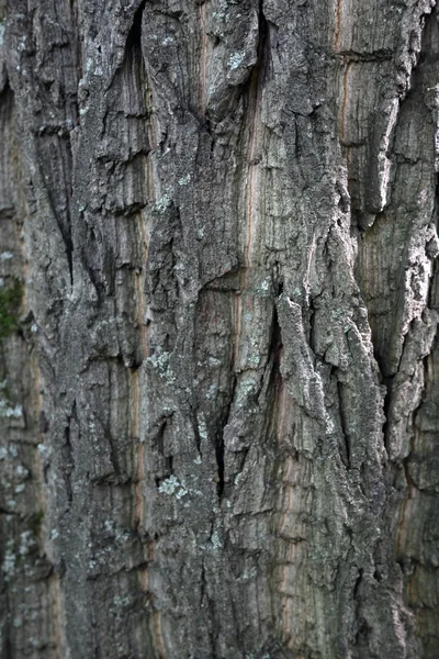 The bark of the tree. Texture — Stock Photo, Image