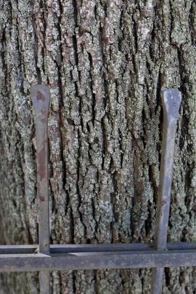 O latido da árvore. Textura — Fotografia de Stock