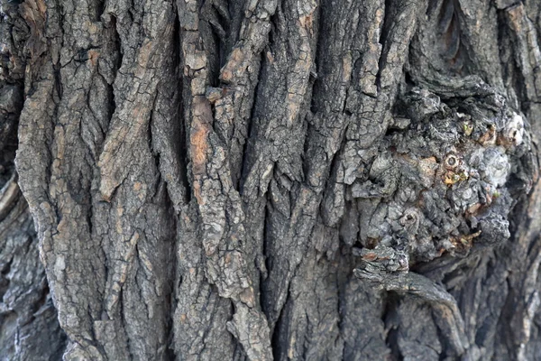 La corteza del árbol. Textura —  Fotos de Stock