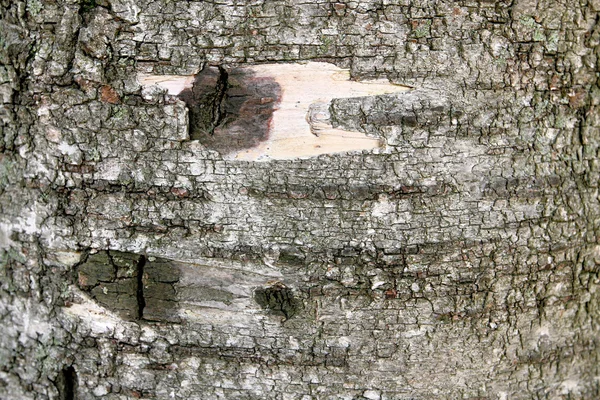 The bark of the tree. Texture — Stock Photo, Image