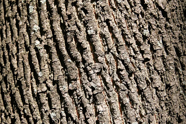 Кора дерева. Текстура — стокове фото