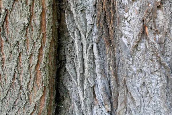 De schors van de boom. Textuur — Stockfoto