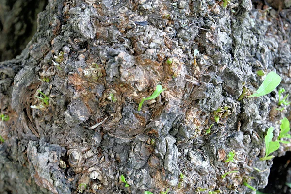 Kůra na stromě. Textura — Stock fotografie