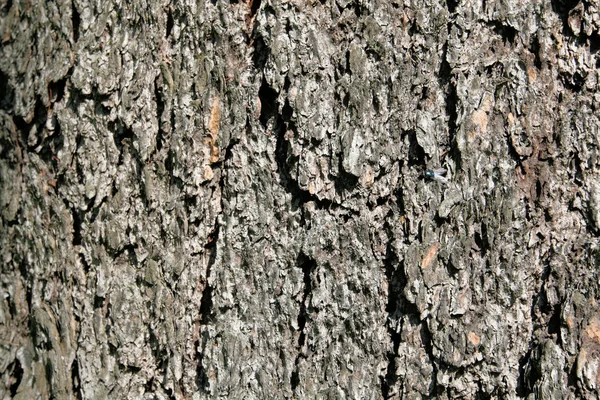 나무의 껍질. 텍스처 — 스톡 사진