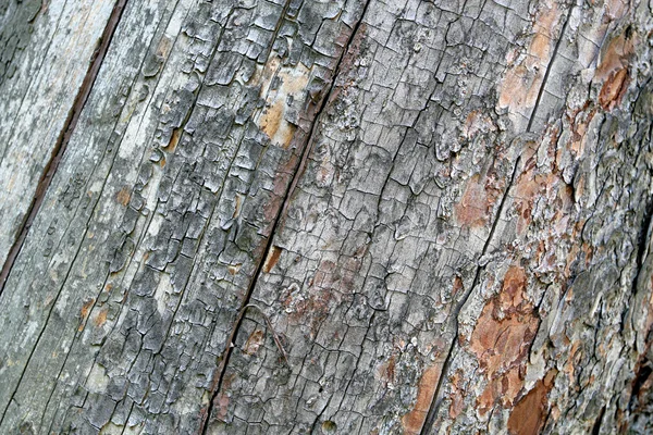 La corteza del árbol. Textura —  Fotos de Stock