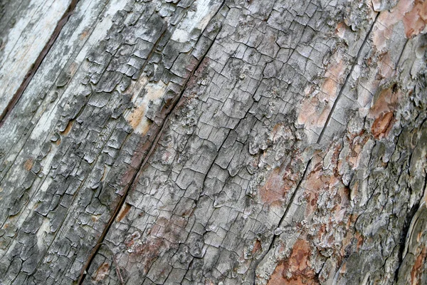 La corteza del árbol. Textura —  Fotos de Stock