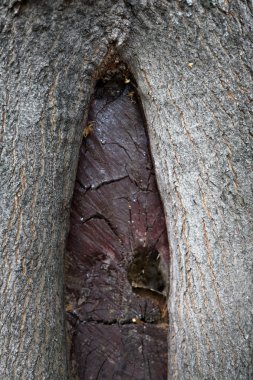 Ağacın kabuğu. Doku