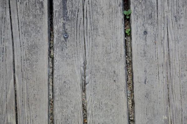 Planches en bois. Texture — Photo