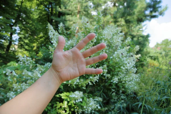 Elegant woman\'s hand