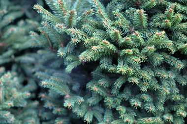 yeşil bir bitki dokusu