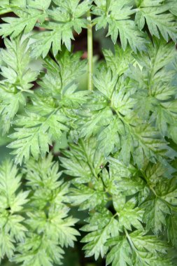 yeşil bir bitki dokusu