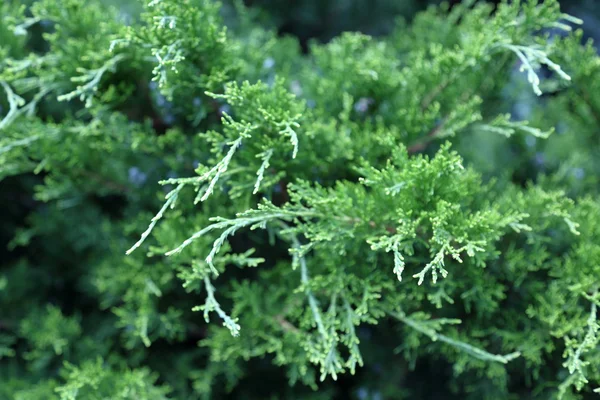 Struttura di una pianta verde — Foto Stock