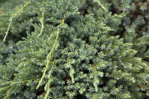 Texture of a green plant — Stock Photo, Image