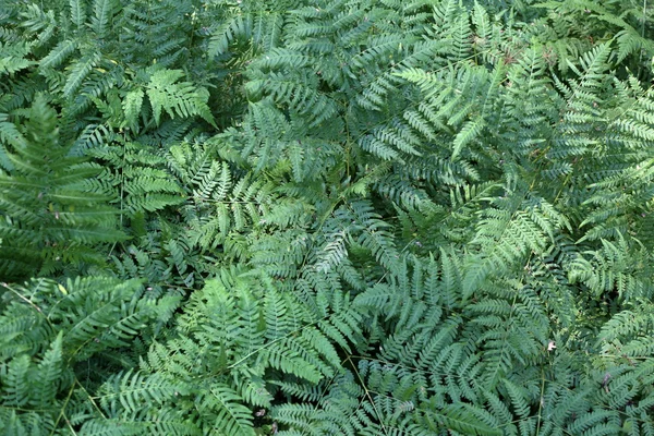 Struttura di una pianta verde — Foto Stock