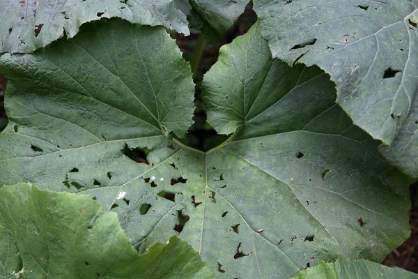 Texture of a green plant — Stock Photo, Image