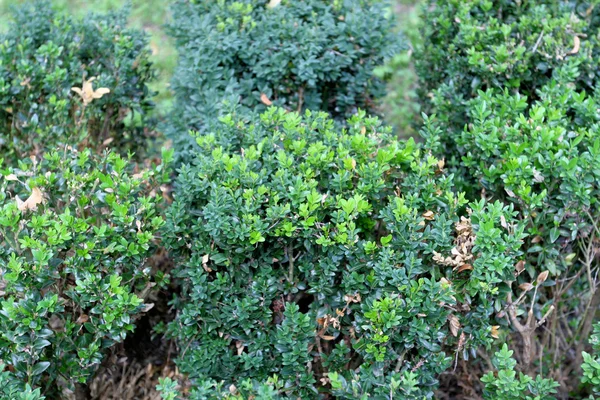 Textuur van een groene plant — Stockfoto