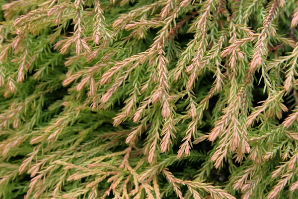 Texture of a green plant — Stock Photo, Image