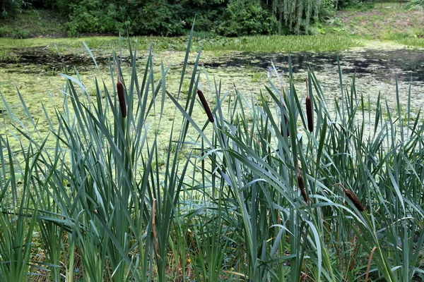 Reeds à beira da lagoa velha — Fotografia de Stock