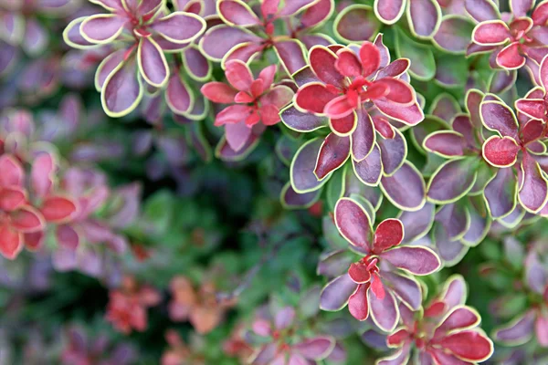 Flor de verão brilhante — Fotografia de Stock