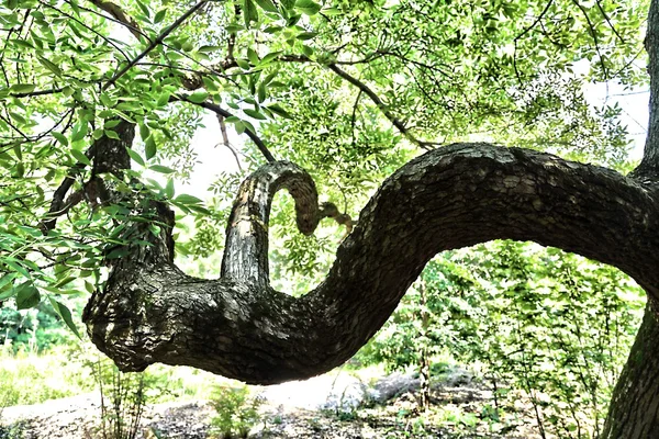 Tronco inusual del árbol — Foto de Stock