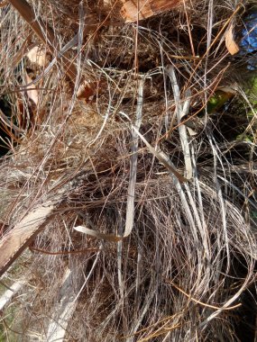 Palmiye ağacı nappy kabuğu. Doku