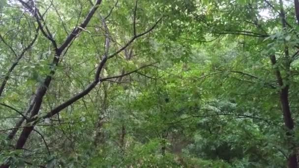 Rainfall in summer forest — Stock Video